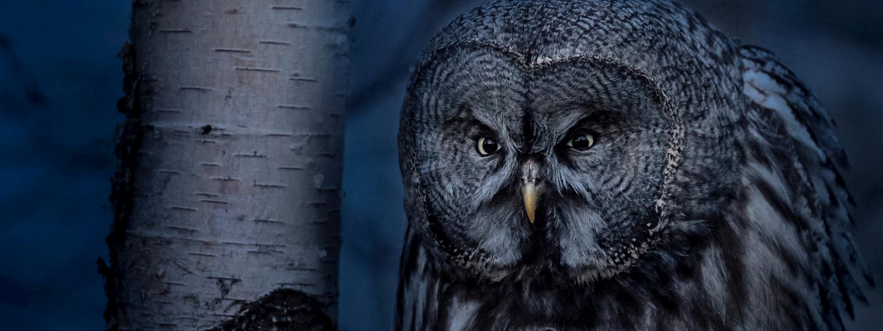 jonas-classon-bird-photo-guide-header_02_3000px.jpeg