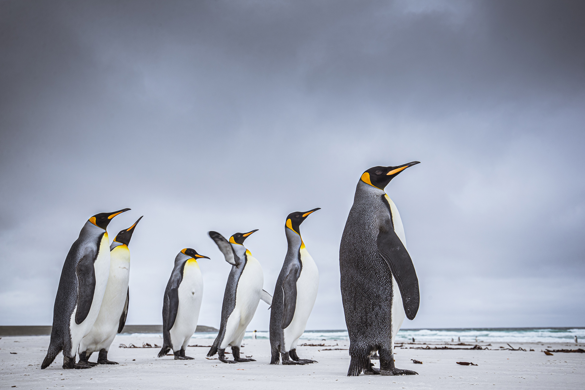 jonas-classon-bird-photography-guide_1.jpeg