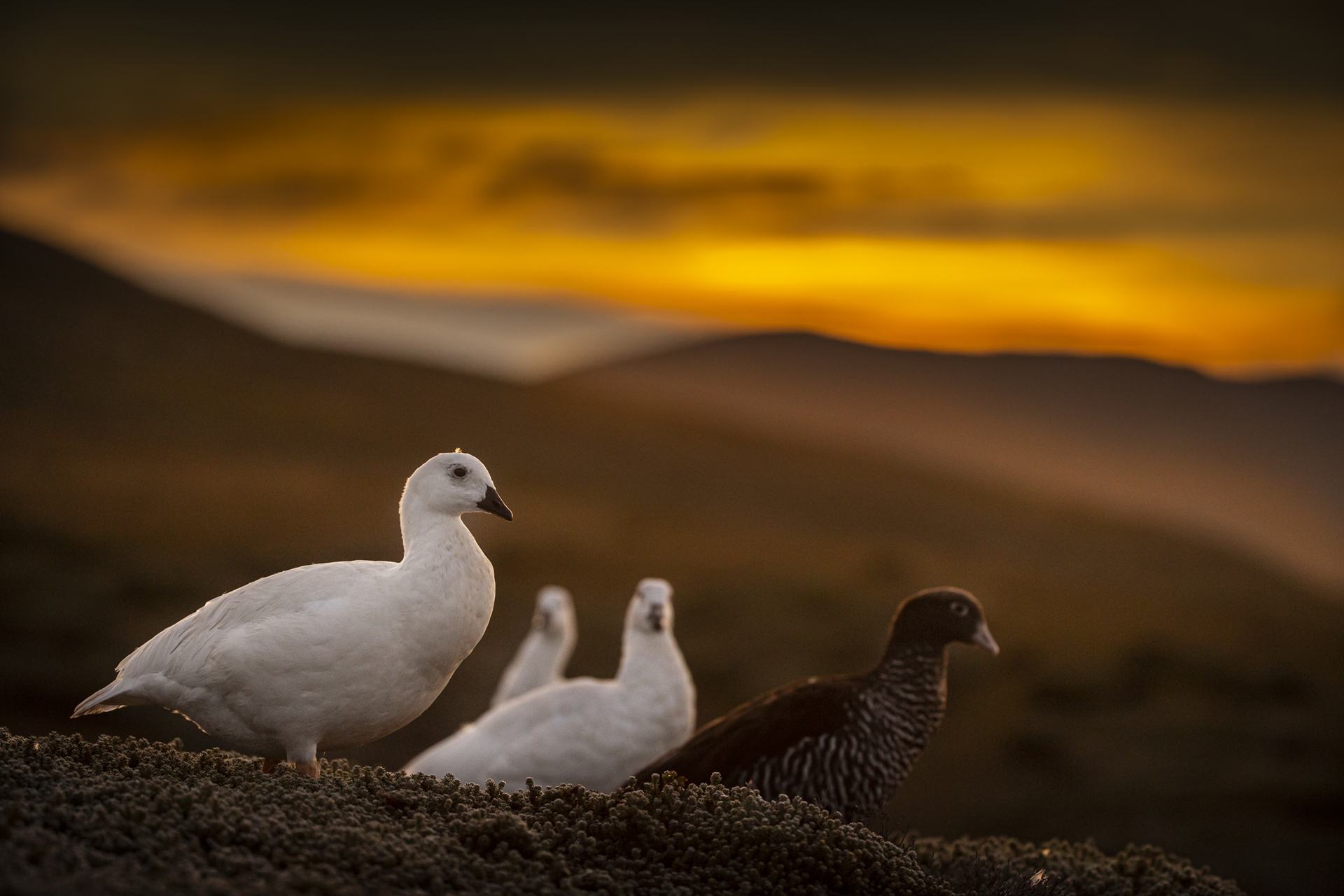 jonas-classon-bird-photography-guide_3.jpeg