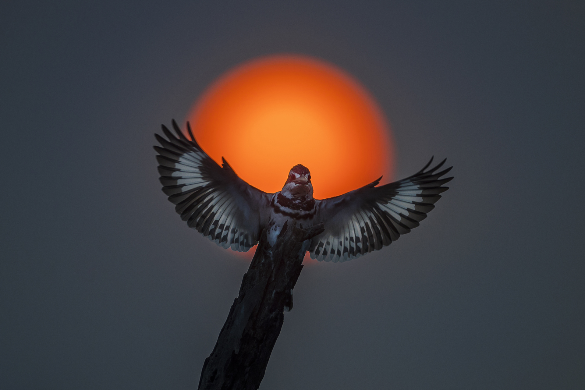 jonas-classon-bird-photography-guide_2.jpeg