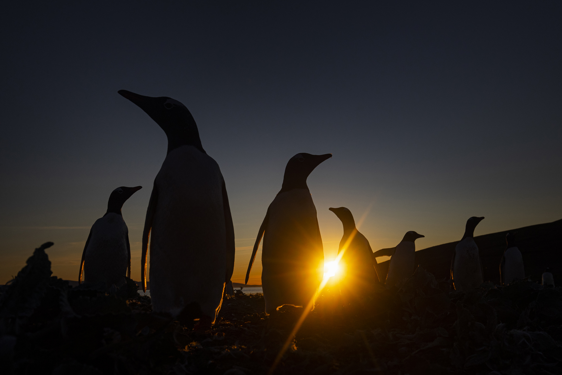 jonas-classon-bird-photography-guide_5.jpeg