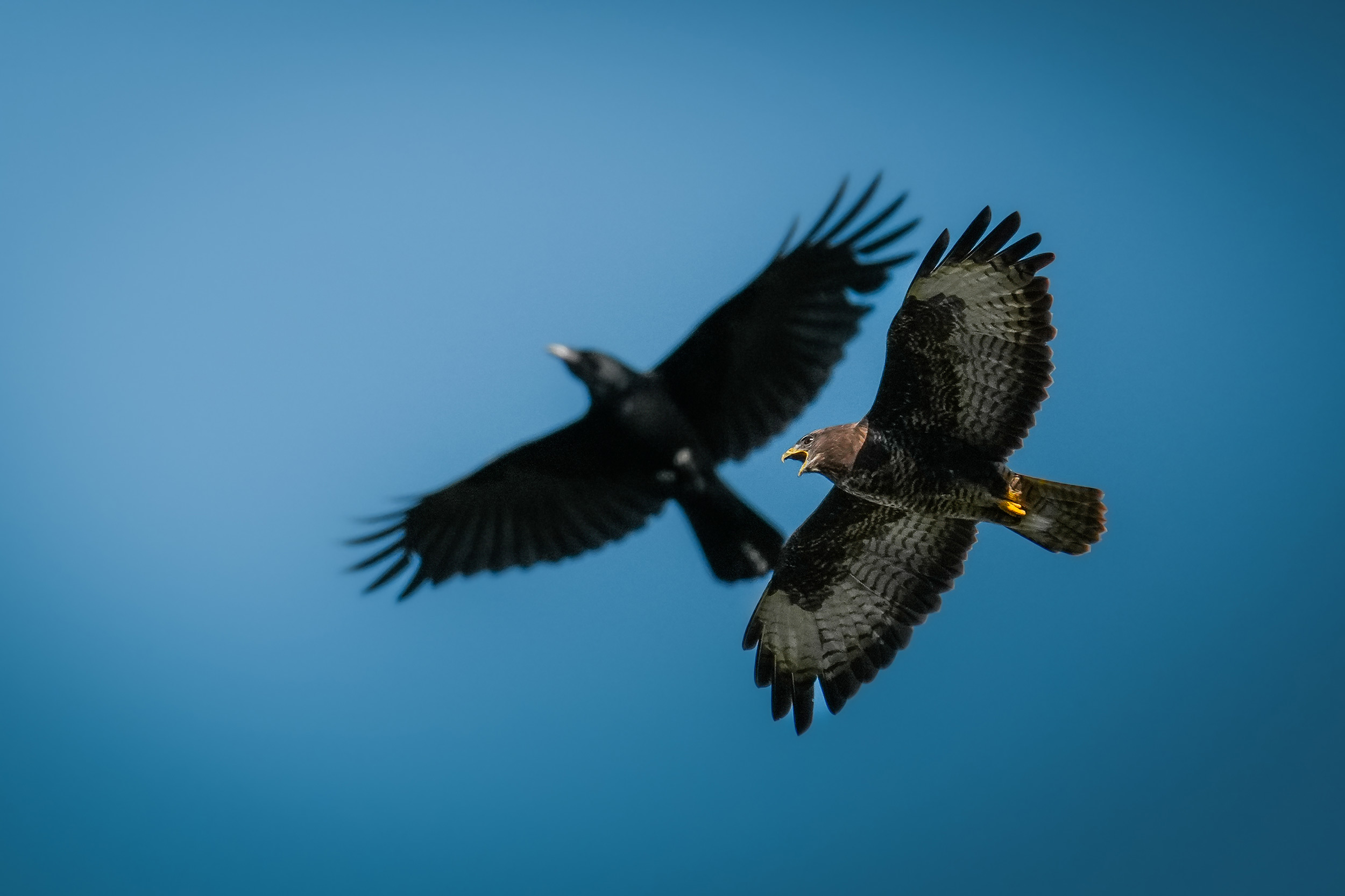 two-hawks-flying-together-in-the-sky.jpg