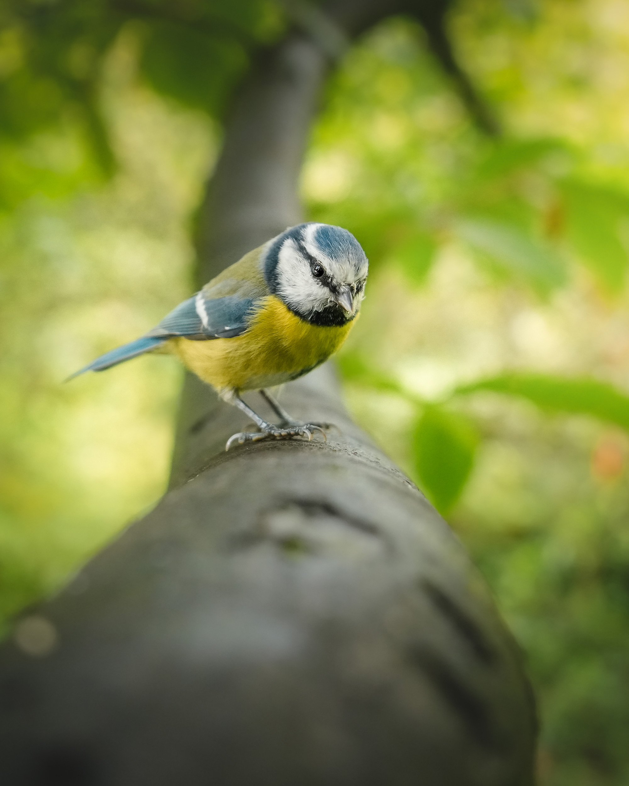 small-blue-tit-resting-on-a-tree-branch.jpg