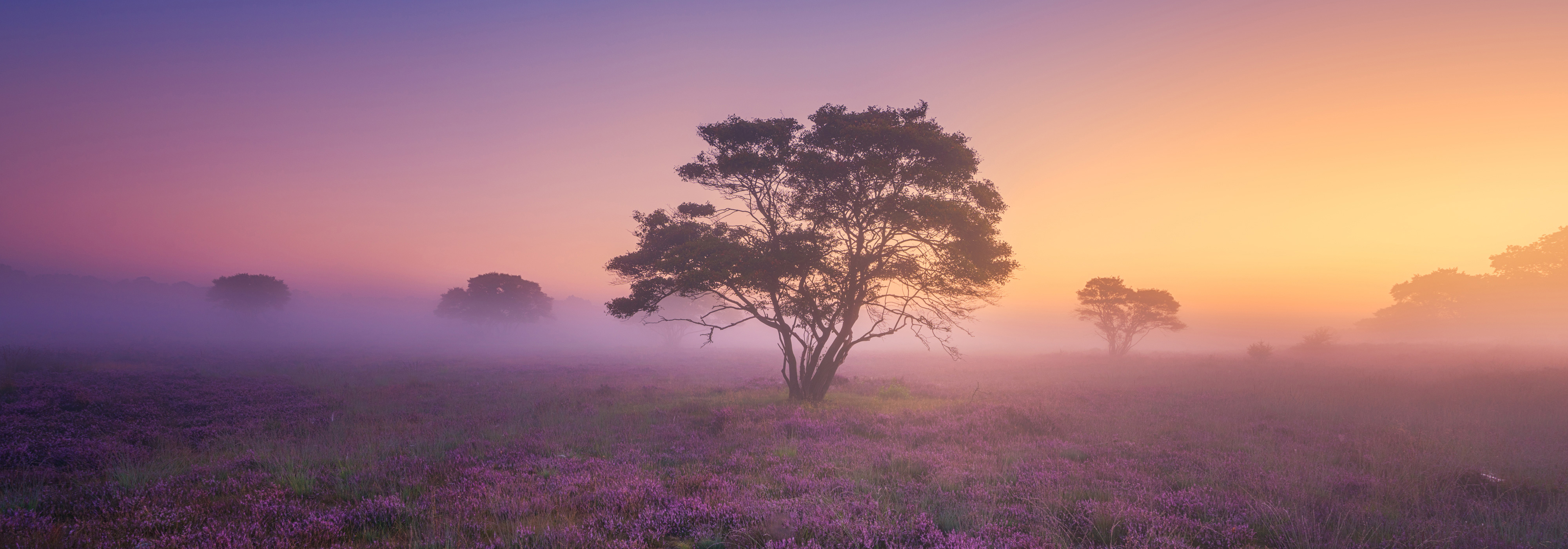 albert-dros-sony-alpha-7RII-a-solitary-tree-at-dawn-bathed-in-rich-purple-light.jpeg