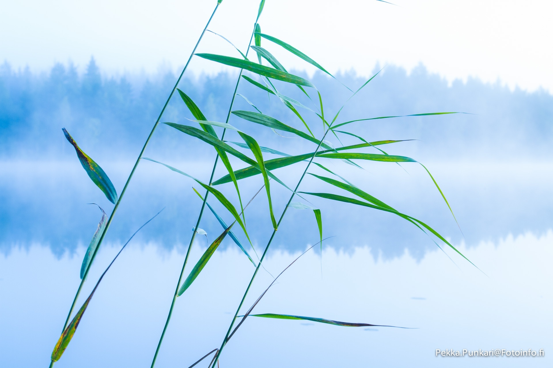 Sumu_1920-7979.jpeg